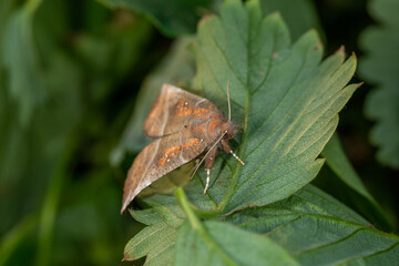 Owlet moth sitting on a green leaf on a summer sunny day macro photography. The herald moth sitting on a potato plant in summertime close-up photo.