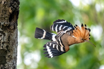 Fototapeta na wymiar Hoopoe, hudhud, sagacious birds in Islam taken from Lawachora forest, sylhet, Bangladesh. Hudhud has been mentioned twice in the Holy book Quran.