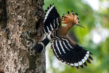 Hoopoe,  hudhud, sagacious birds in Islam taken from Lawachora forest, sylhet, Bangladesh. Hudhud has been mentioned twice in the Holy book Quran.