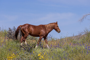 Wild Horse in Spring Wildflowers near the Salt river in the Arizona Desert