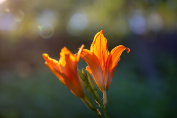 Orange lily in sunlight macro photography on a summer day. Garden flower with orange petals in the sunset light close-up photo.