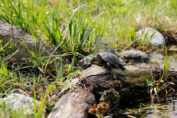 Wasserschildkröte rastet am Baumstamm