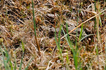 Rotbauchunke, Kröte Frosch am Tümpel, gewässer
