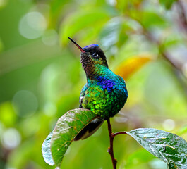 Fiery-throated Hummingbird perching