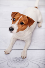 small dog Jack Russell terrier 