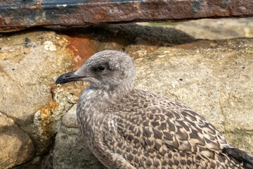 Closeup shot of a juvenile seagull resting under the sun