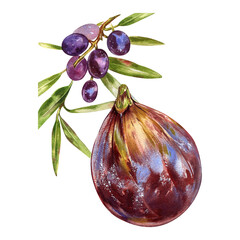 Ripe fig fruit, olives with leaf on branch isolated on white. Watercolor handrawing botanic illustration. Art for design - 592321382