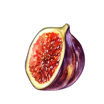 recommend clip art: Ripe fig fruit slice isolated on white background. Watercolor handrawing botanic realistic illustration. Art for design