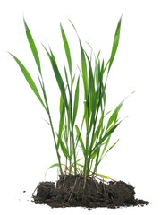 Green spring young wheat with soil isolated on white, side view 
