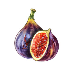 Ripe fig fruit, slice isolated on white background. Watercolor handrawing botanic realistic illustration. Art for design - 592321758