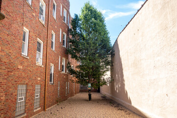 Fototapeta na wymiar Tree Between Buildings 
