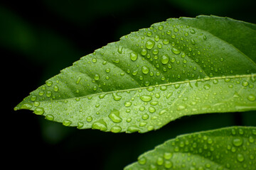 green leaf with water drops