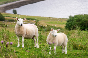 Naklejka na ściany i meble Sheep and lamb standing in a meadow with thistles in the Highlands, Scotland, UK