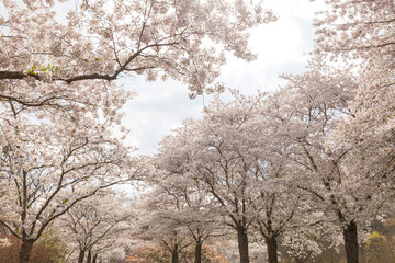 Obraz premium Avenue of cherry blossom trees in the park of Bad Kreuznach, Germany. Japanese flowering cherry in Spring bloom.