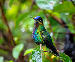 Fiery-throated Hummingbird perching