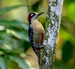 Black-cheeked woodpecker