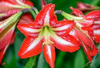 close up of red lily