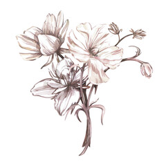 White ranunculus peony bouquet isolated on white background. Watercolor hand draw botanical illustration. Art for design