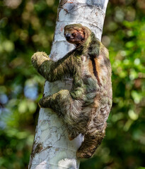 Brown-throated Sloth (three-toed)