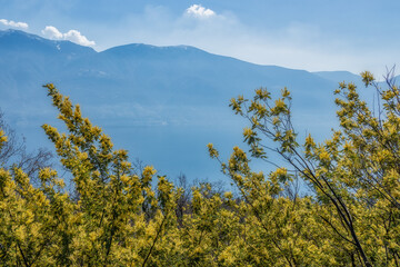 Bushes of wild acacia dealbata (mimosa) on the shores of Lago Maggiore in March - 592323340