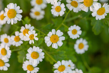 Blooming daisy flowers on a summer sunny day macro photo. Wildflowers with white petals in the meadow close-up photo. Blossom daisies in springtime floral background.