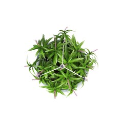 decorative flowers and plants for the interior, top view, isolated on white background, 3D illustration, cg render 