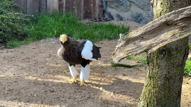 Steller's sea eagle. The eagle walks on his land. Stock video. 4K