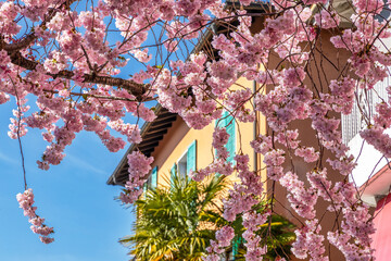 Pink cherry blossom in the streets of Ascona, Ticino, Switzerland in the middle of March - 592323923