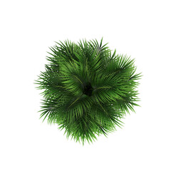 decorative flowers and plants for the interior, top view, isolated on transparent background, 3D illustration, cg render