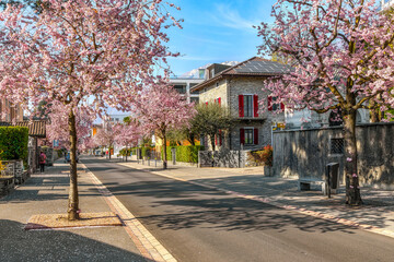 Pink cherry blossom in the streets of Ascona, Ticino, Switzerland in the middle of March - 592324306