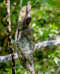 Brown-throated Sloth (three-toed)