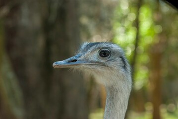 Closeup of a cute Darwin's rhea head isolated on a blurred background