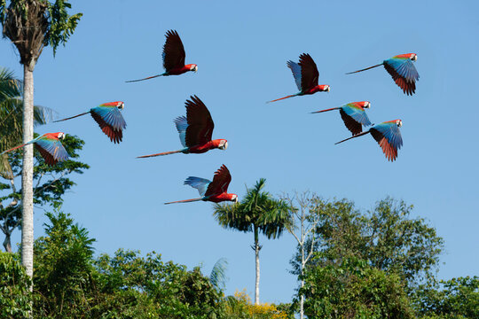 Red-and-green Macaws (Ara chloropterus) flying over rain forest, Manu National Park, Peruvian Amazon, Peru