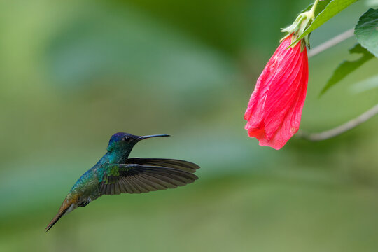 Golden-tailed Sapphire (Chrysuronia oenone) hummingbird in flight, Manu National Park, Peruvian Amazon Cloud Forest, Peru