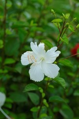 White hibiscus flower or shoeblackplant in the garden. Latin name is hibiscus rosa sinensis. Kembang sepatu