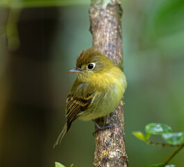 Yellowish Flycatcher perching