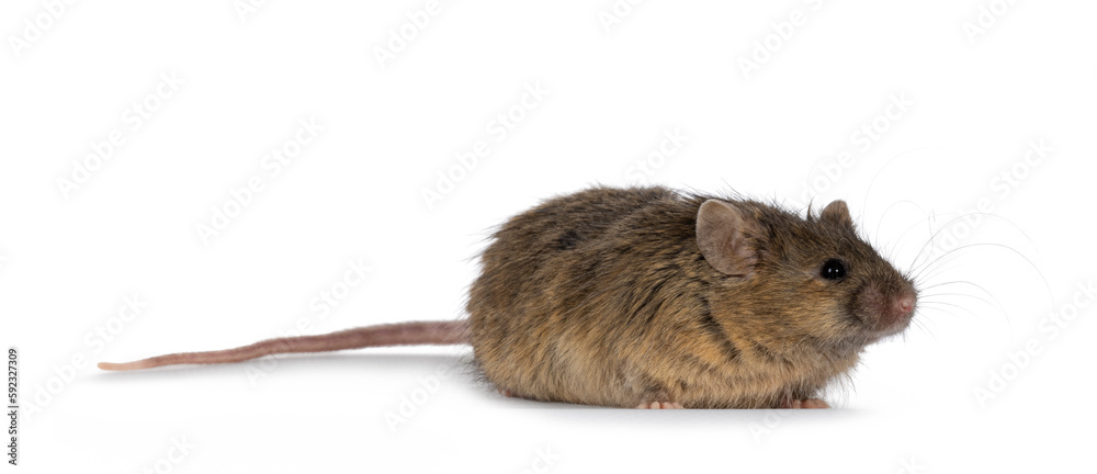 Poster tigerbrindle mouse, standing side ways. looking away from camera. isolated on a white background.