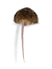 Tigerbrindle mouse, sitting backwards on edge with tail hanging down. Isolated on a white background.