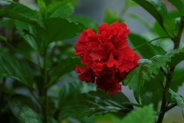 Red hibiscus flower or shoeblacplant in the garden. Latin name is hibiscus rosa sinensis. Kembang sepatu