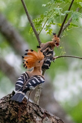 Hoopoe,  hudhud, sagacious birds in Islam taken from Lawachora forest, sylhet, Bangladesh. Hudhud has been mentioned twice in the Holy book Quran.