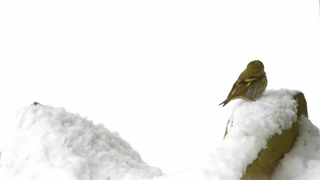 Eurasian siskin in winter on a white background
