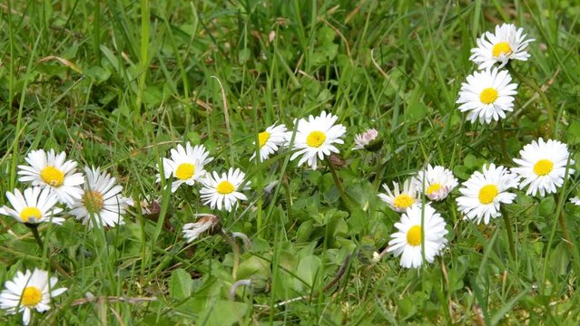 blooming white daisies, wild spring flowers