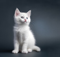 Fototapeta premium Cute cat, a white kitten posing in a studio against a gray background. Generative AI