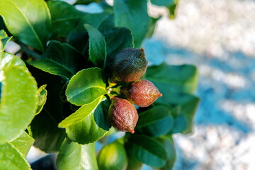 Citrus limon Carrubaro Frucht