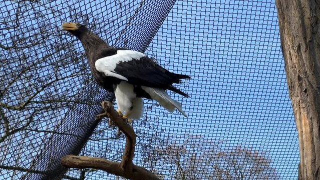 Steller's sea eagle. The eagle sits on a branch and flaps its powerful wings. Stock video. 4K