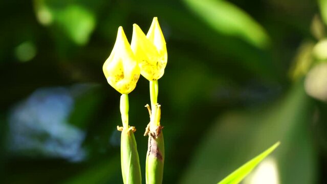 Trimezia fosteriana flower in nature