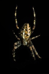 Vertical closeup shot of a garden spider on a black background