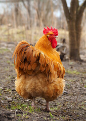 Big red rooster in the backyard