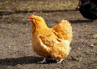 Big beautiful red hen on a natural background