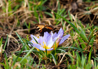 Butterfly on a blooming blue crocus
